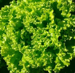 šalát batavia Allyne